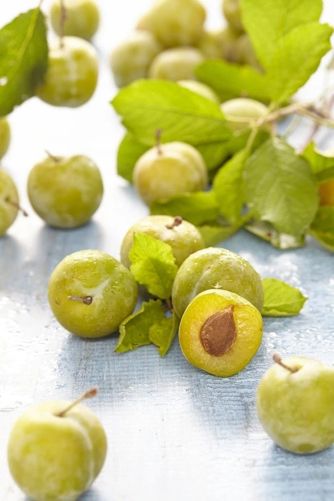 Lei-Pruim (Prunus Domestica 'Ontario') 1 Lei-Pruim (Prunus Domestica 'Ontario')