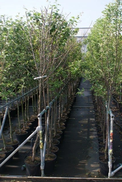 Pruimenboom (Prunus Domestica 'Damson') 2 Pruimenboom (Prunus Domestica 'Damson') - Afbeelding 2