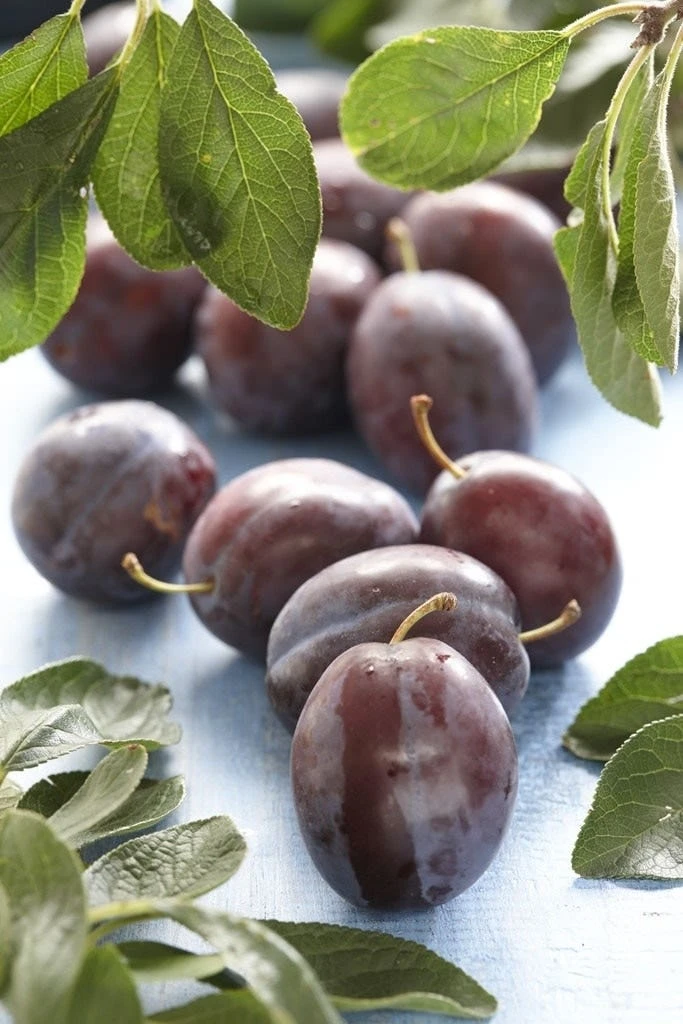 Lei-Pruim (Prunus Domestica 'Voyageur') 1 Lei-Pruim (Prunus Domestica 'Voyageur')