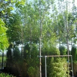 Amandelboom (Prunus Dulcis) 12 Amandelboom (Prunus Dulcis) -Groen Ziel Verkoop prunus dulcis 16 18ho cont 1