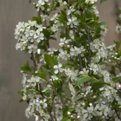 Bolprunus (Prunus Eminens 'Umbraculifera')