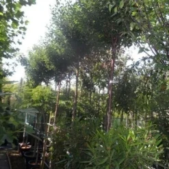 Bolprunus (Prunus Eminens 'Umbraculifera') 13 Bolprunus (Prunus Eminens 'Umbraculifera') -Groen Ziel Verkoop prunus eminens umbraculifera 10 12ho cont