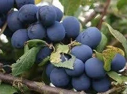 Pruimenboom (Prunus Domestica 'Hauszwetsche')