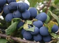 Pruimenboom (Prunus Domestica 'Hauszwetsche')