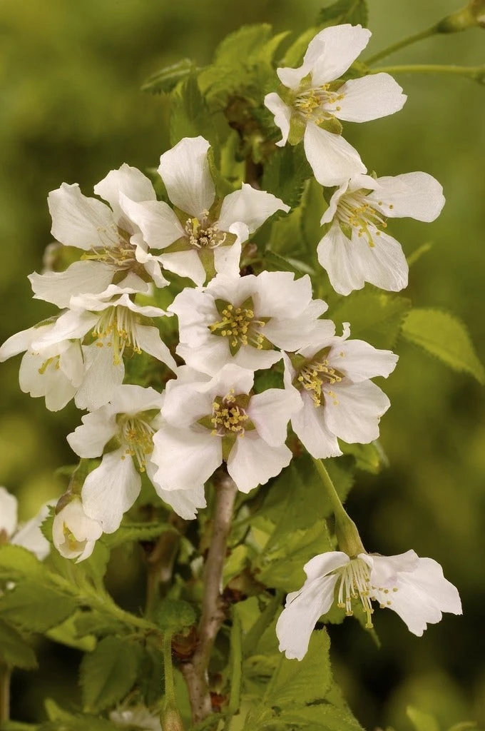 Sierkers (Prunus Incisa 'Kojou-no-mai') 1 Sierkers (Prunus Incisa 'Kojou-no-mai')