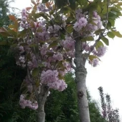 Japanse Sierkers (Prunus Serrulata 'Kanzan') -Groen Ziel Verkoop prunus kanzan 1 2