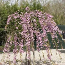 Japanse Treursierkers (Prunus Serrulata 'Kiku-shidare')