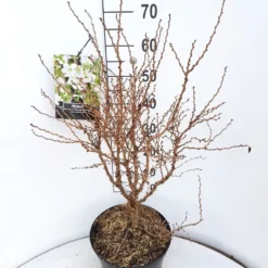 Sierkers (Prunus Incisa 'Kojou-no-mai') -Groen Ziel Verkoop prunus kojou no mai 60 70 cm c10 v01