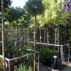 Laurierkers Op Stam (Prunus Laurocerasus 'Otto Luyken') -Groen Ziel Verkoop prunus laurocerasus otto luyken 8 10 12ho cont