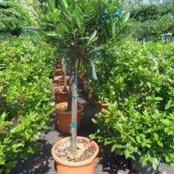 Laurierkers Op Stam (Prunus Laurocerasus 'Otto Luyken') -Groen Ziel Verkoop prunus laurocerasus otto luyken 80stam c25 1