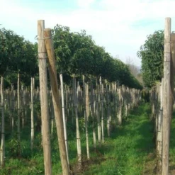 Portugese Laurier Als Boom (Prunus Lusitanica 'Angustifolia') -Groen Ziel Verkoop prunus lusitanica 1