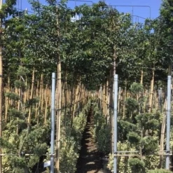 Portugese Laurier Als Leiboom (Prunus Lusitanica) -Groen Ziel Verkoop prunus lusitanica 5