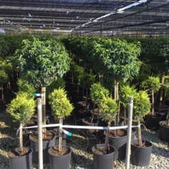 Portugese Laurier Op Stam (Prunus Lusitanica 'Angustifolia') 11 Portugese Laurier Op Stam (Prunus Lusitanica 'Angustifolia') -Groen Ziel Verkoop prunus lusitanica 80cm stam