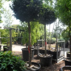 Portugese Laurier Als Boom (Prunus Lusitanica 'Angustifolia') -Groen Ziel Verkoop prunus lusitanica angustifolia 18 20 ho c130 1