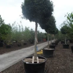 Portugese Laurier Als Boom (Prunus Lusitanica 'Angustifolia') -Groen Ziel Verkoop prunus lusitanica angustifolia 30 35ho c450 1