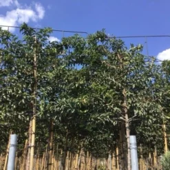 Portugese Laurier Als Leiboom (Prunus Lusitanica) 6 Portugese Laurier Als Leiboom (Prunus Lusitanica) -Groen Ziel Verkoop prunus lusitanica lei 1