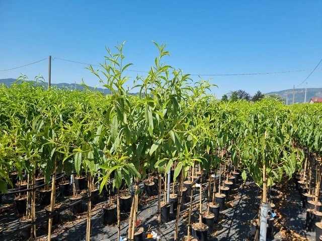 Perzik Als Halfstam (Prunus Persica 'Redhaven') 1 Perzik Als Halfstam (Prunus Persica 'Redhaven')
