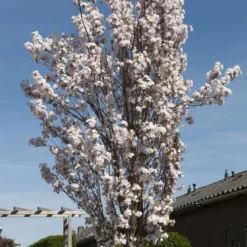 Japanse Sierkers Als Zuilboom (Prunus Serrulata 'Amanogawa')