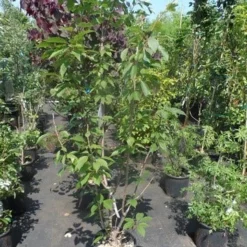 Sierkers, Struikvorm (Prunus Serrulata 'Kanzan') -Groen Ziel Verkoop prunus serrulata kanzan 150 175 200 c25