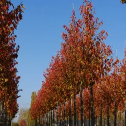 Grote Sierkers (Prunus Serrulata 'Kanzan') 8 Grote Sierkers (Prunus Serrulata 'Kanzan') -Groen Ziel Verkoop prunus serrulata kanzan 20 25