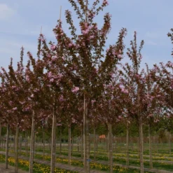 Grote Sierkers (Prunus Serrulata 'Kanzan') 9 Grote Sierkers (Prunus Serrulata 'Kanzan') -Groen Ziel Verkoop prunus serrulata kanzan 25 30