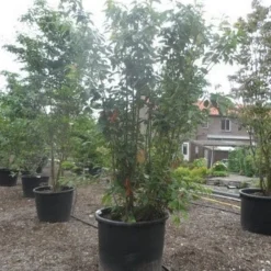 Sierkers, Struikvorm (Prunus Serrulata 'Kanzan') -Groen Ziel Verkoop prunus serrulata kanzan 250 300 350 c500 meerstammig