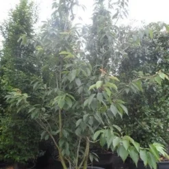 Sierkers, Struikvorm (Prunus Serrulata 'Kanzan') -Groen Ziel Verkoop prunus serrulata kanzan 250 300 c250