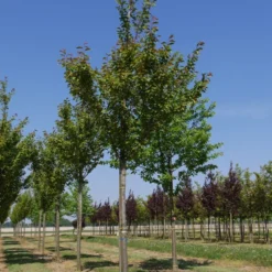 Grote Sierkers (Prunus Serrulata 'Kanzan') 10 Grote Sierkers (Prunus Serrulata 'Kanzan') -Groen Ziel Verkoop prunus serrulata kanzan 30 35