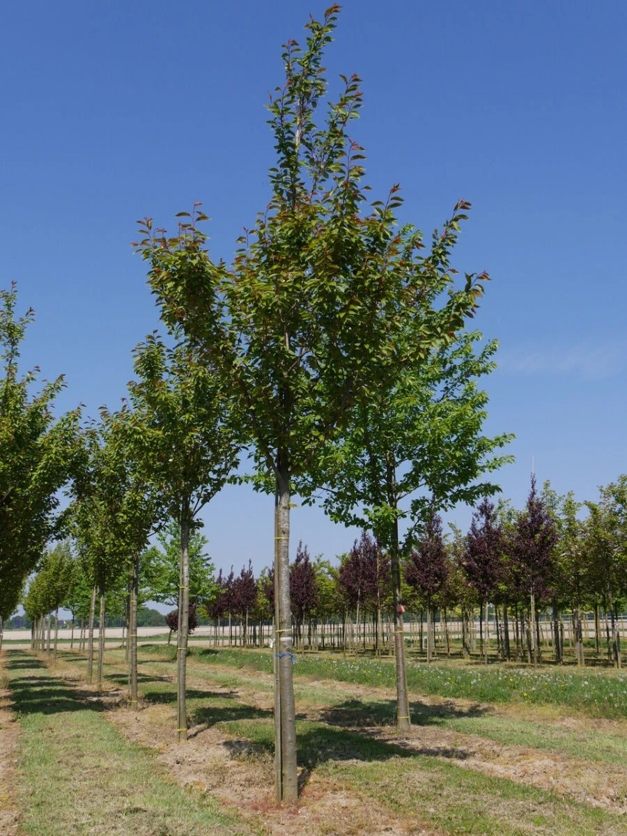 Grote Sierkers (Prunus Serrulata 'Kanzan') 5 Grote Sierkers (Prunus Serrulata 'Kanzan') - Afbeelding 5