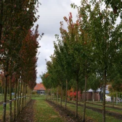 Grote Sierkers (Prunus Serrulata 'Kanzan') 11 Grote Sierkers (Prunus Serrulata 'Kanzan') -Groen Ziel Verkoop prunus serrulata kanzan 35 40