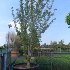 Sierkers, Struikvorm (Prunus Serrulata 'Kanzan') -Groen Ziel Verkoop prunus serrulata kanzan meerstammig 400 500 c750