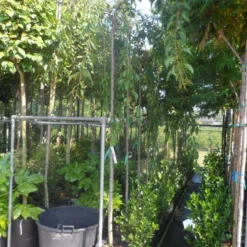 Japanse Treursierkers (Prunus Serrulata 'Kiku-shidare') 7 Japanse Treursierkers (Prunus Serrulata 'Kiku-shidare') -Groen Ziel Verkoop prunus serrulata kiku shidare zakura 10 12ho cont