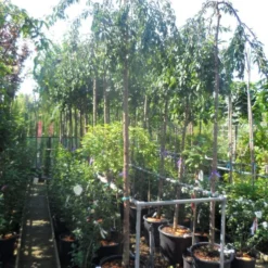 Japanse Treursierkers (Prunus 'Snow Fountain') -Groen Ziel Verkoop prunus snow fountains 12 14 ho cont 1