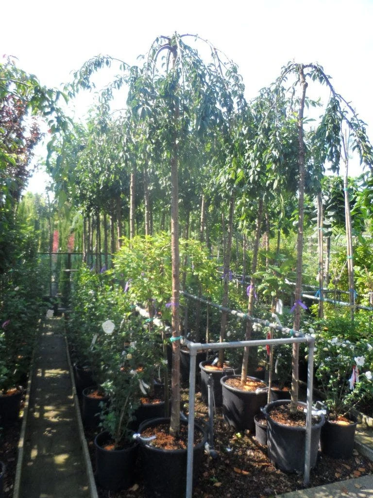 Japanse Treursierkers (Prunus 'Snow Fountain') 3 Japanse Treursierkers (Prunus 'Snow Fountain') - Afbeelding 3