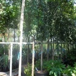 Japanse Treursierkers (Prunus 'Snow Fountain') 9 Japanse Treursierkers (Prunus 'Snow Fountain') -Groen Ziel Verkoop prunus snow fountains 14 16 18ho cont. 250stam 2