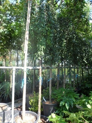 Japanse Treursierkers (Prunus 'Snow Fountain') 5 Japanse Treursierkers (Prunus 'Snow Fountain') - Afbeelding 5