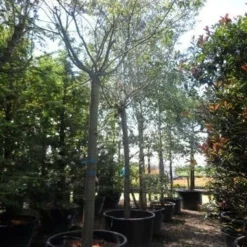 Japanse Sierkers (Prunus Subhirtella 'Autumnalis') 9 Japanse Sierkers (Prunus Subhirtella 'Autumnalis') -Groen Ziel Verkoop prunus subhirtella autumnalis 30 35 40ho c350 1