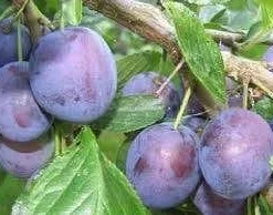 Uitgelichte producten 3 Lei-Pruim (Prunus Domestica 'The Czar')