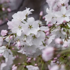 Japanse Sierkers Als Struik (Prunus Yedoensis)