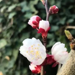 Abrikozenboom (Prunus Armeniaca) 10 Abrikozenboom (Prunus Armeniaca) -Groen Ziel Verkoop prunusarmeniaca abrikoos