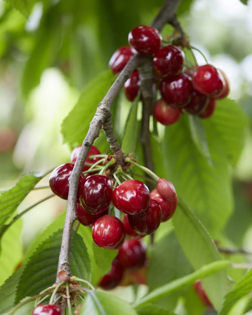 Kersenboom (Prunus Avium 'Meikers') 1 Kersenboom (Prunus Avium 'Meikers')