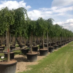 Treursierkers (Prunus Subhirtella 'Pendula Rosea')