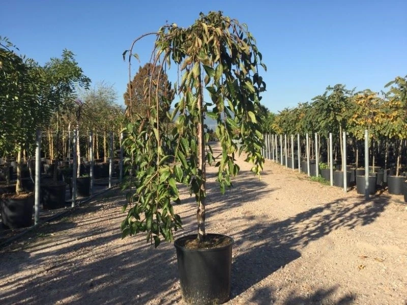Treursierkers Op Stam (Prunus 'White Fountain') 1 Treursierkers Op Stam (Prunus 'White Fountain')