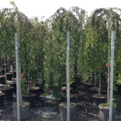 Treursierkers Op Stam (Prunus 'White Fountain') 5 Treursierkers Op Stam (Prunus 'White Fountain') -Groen Ziel Verkoop prunuswhitefountain03