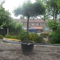 Sierpeer Als Dakboom (Pyrus Calleryana 'Chanticleer')