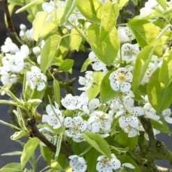 Sierpeer Als Leivorm (Pyrus Calleryana 'Chanticleer)