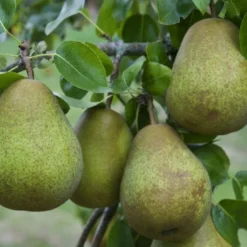 Lei-Peer (Pyrus Communis 'Beurre Hardy')