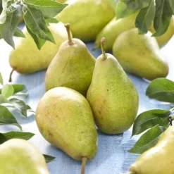 Perenboom (Pyrus Communis 'Bonne Louise D'Avranches')