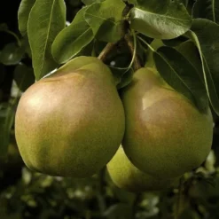 Lei-Peer (Pyrus Communis 'Doyenne Du Comice')