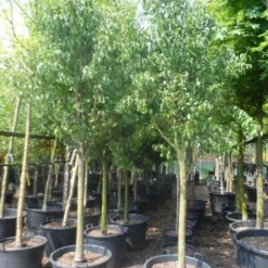 Wilde Perenboom (Pyrus Communis) 29 Wilde Perenboom (Pyrus Communis) -Groen Ziel Verkoop pyrus communis eetpeer halfstam 18 20